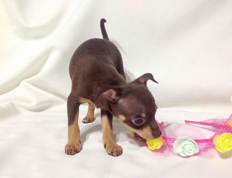 Американский стаффордширский терьер щенок новорожденный