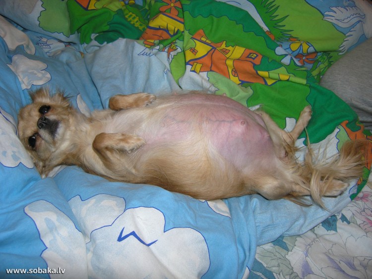 Той терьер черно подпалый