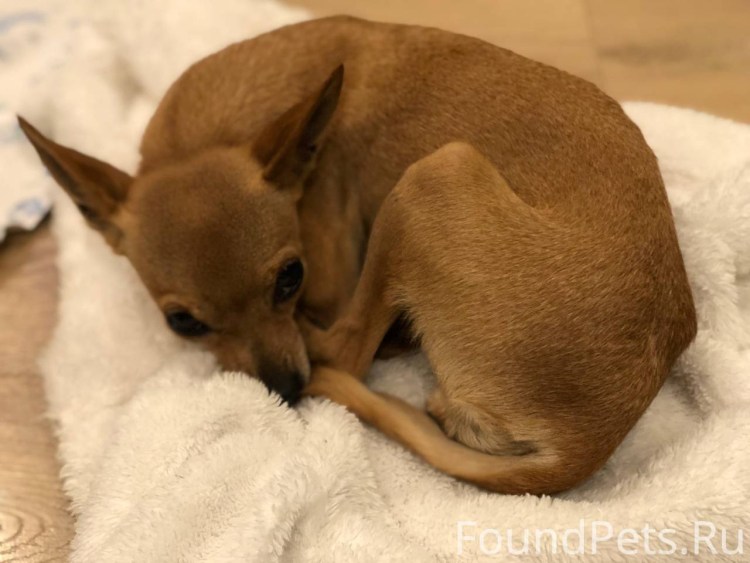 Роды йоркширского терьера