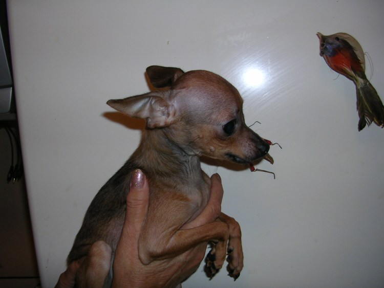 Той терьер переросток