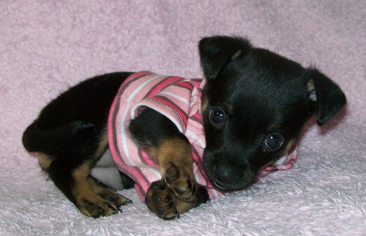 Памперсы для дойтельера