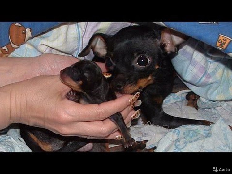 Новорожденные щенки чихуахуа