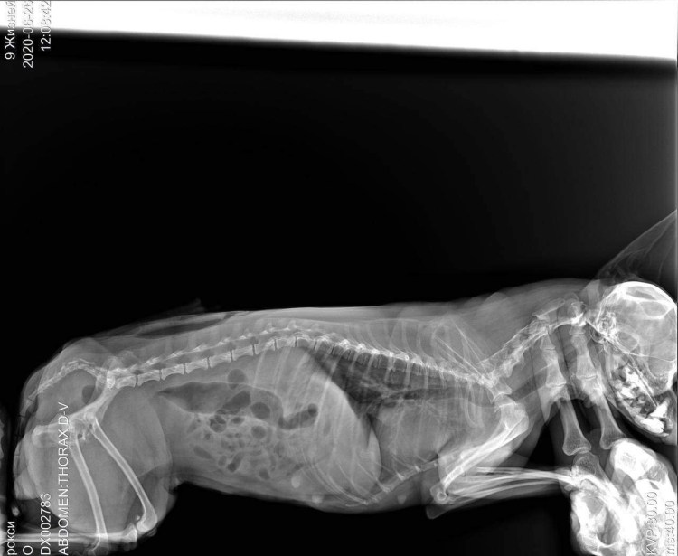 Ложная беременность у животных