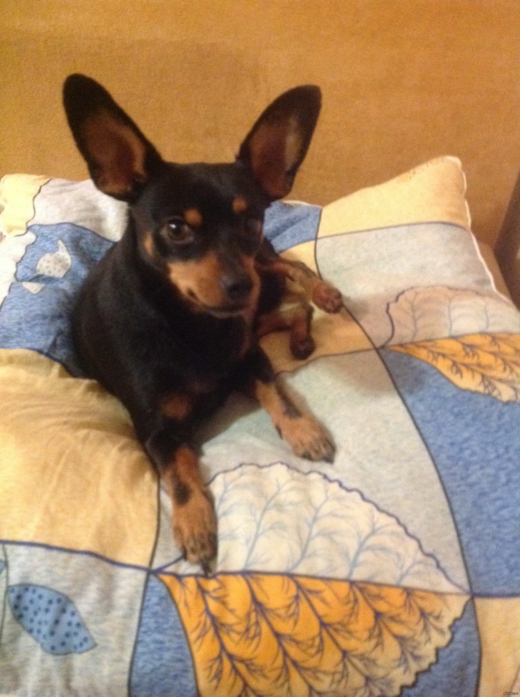 Стерилизованные той терьеры