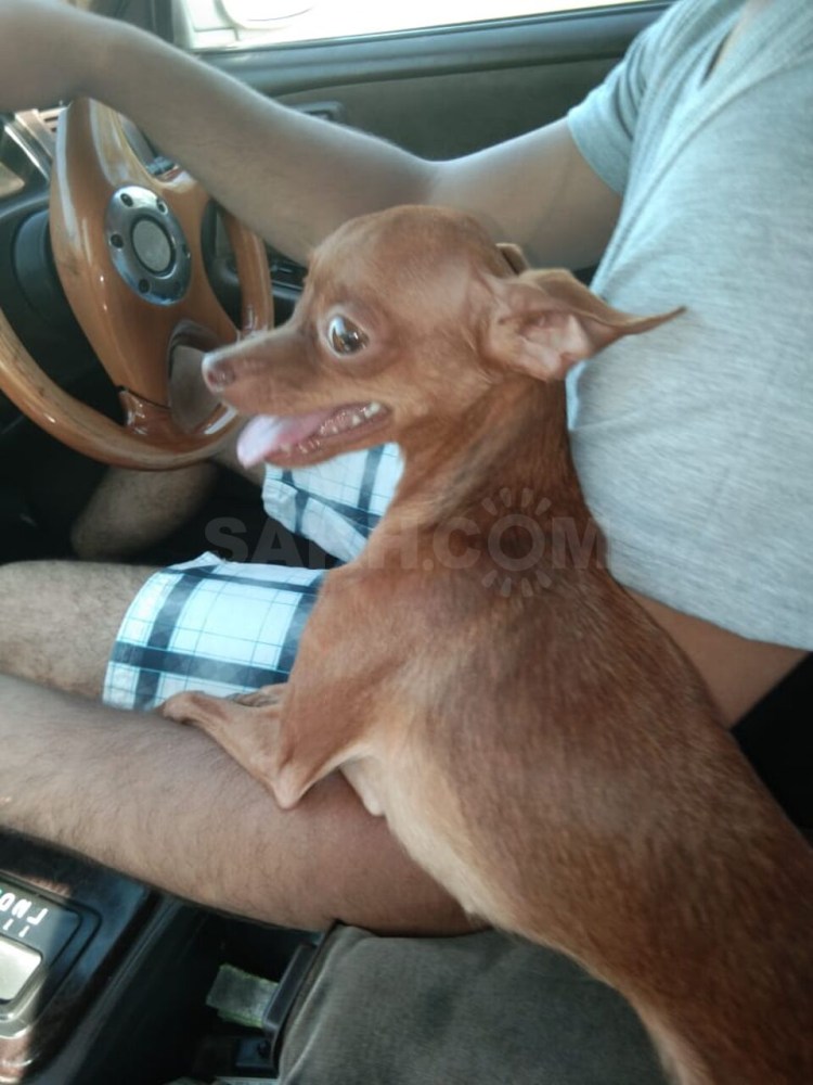 Рожденные щенки той терьера