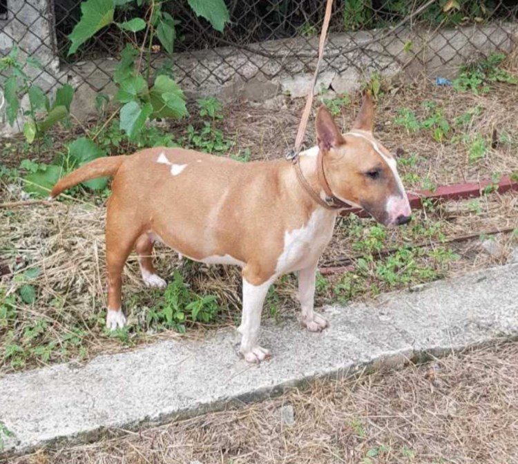 Щенок добрые руки Виксинт