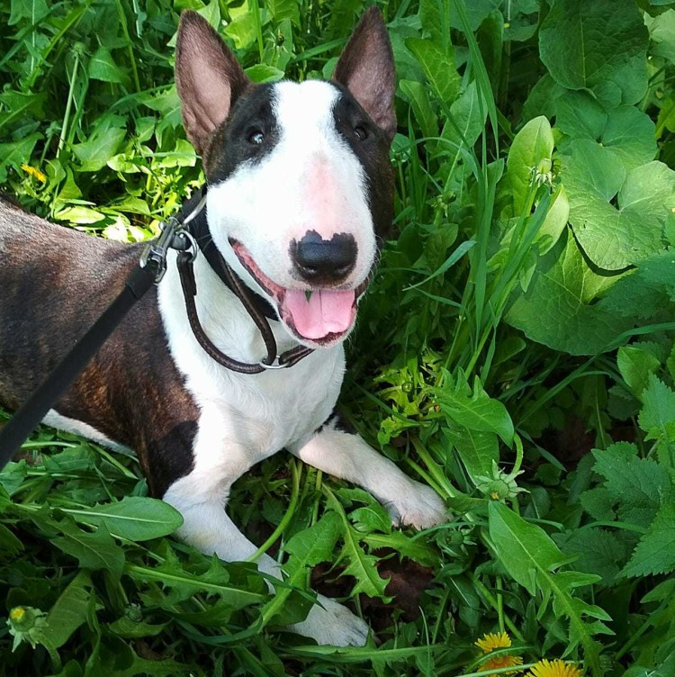 Бультерьер и минибультерьер