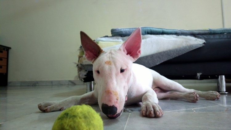 Маленький Беленький бультерьер стишок