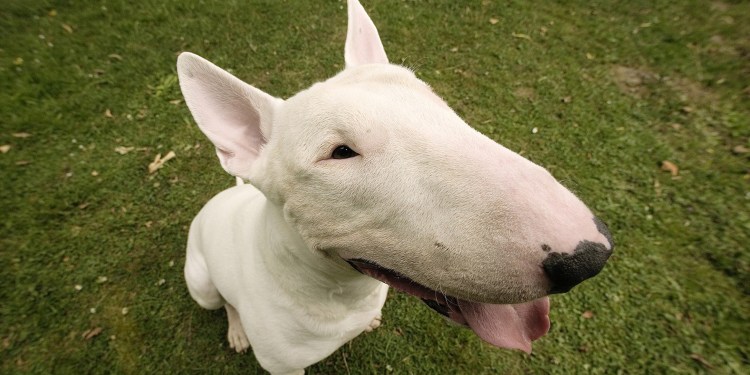 Бультерьер Эстетика