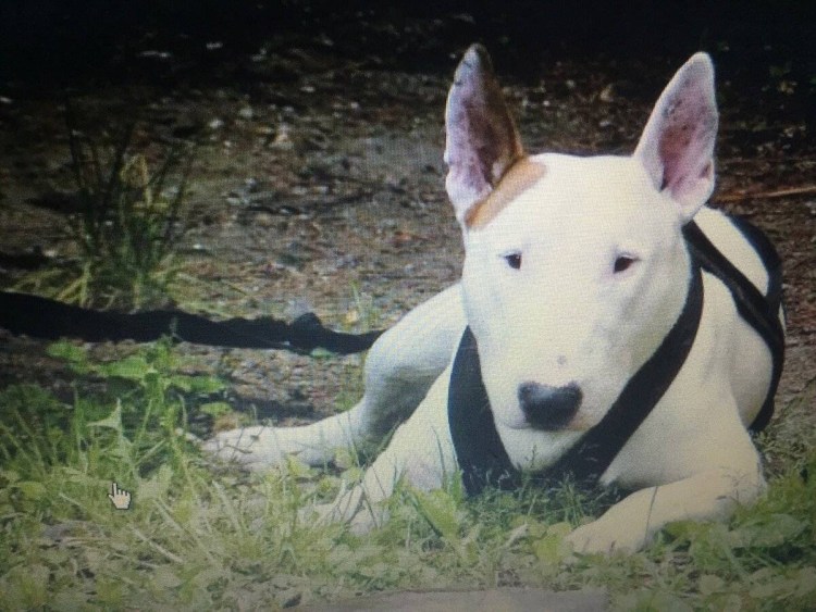 Порода бультерьер