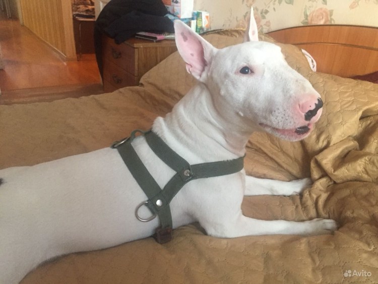 Бультерьер в добрые руки