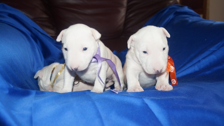 Бультерьер