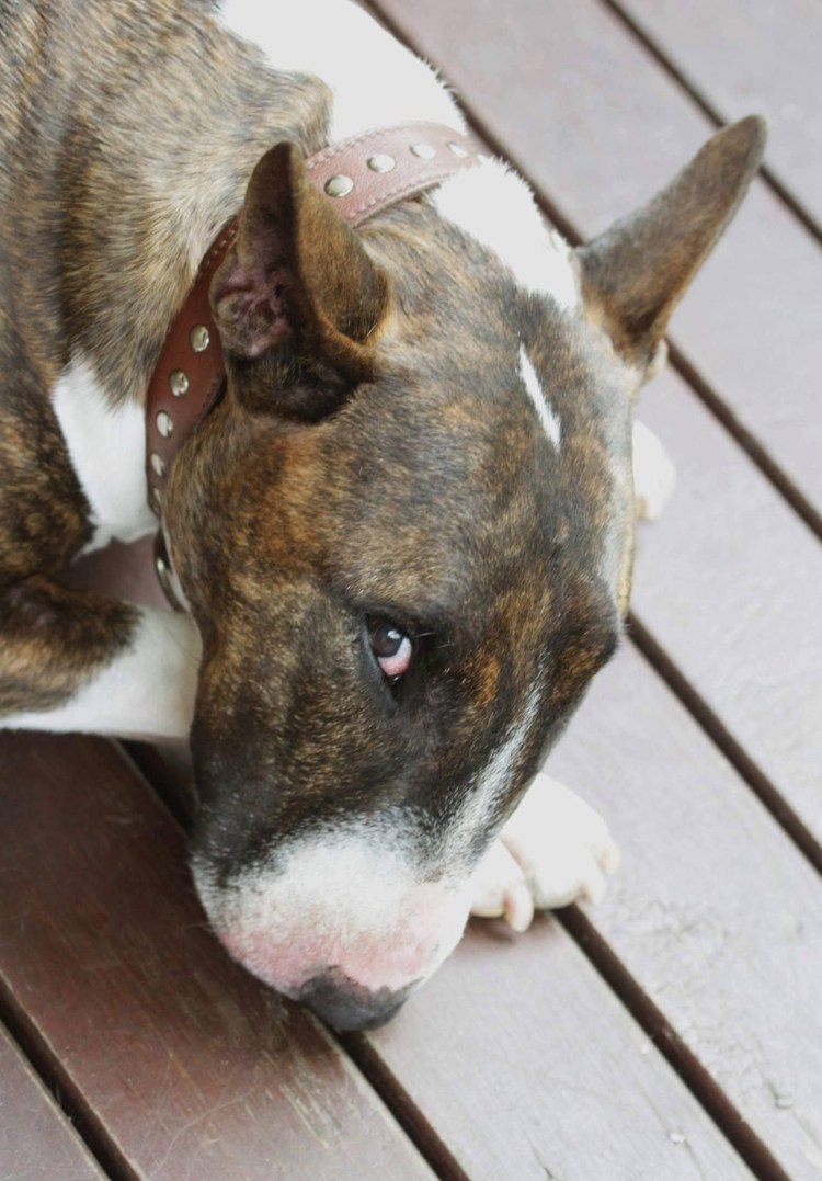 Бультерьер белый