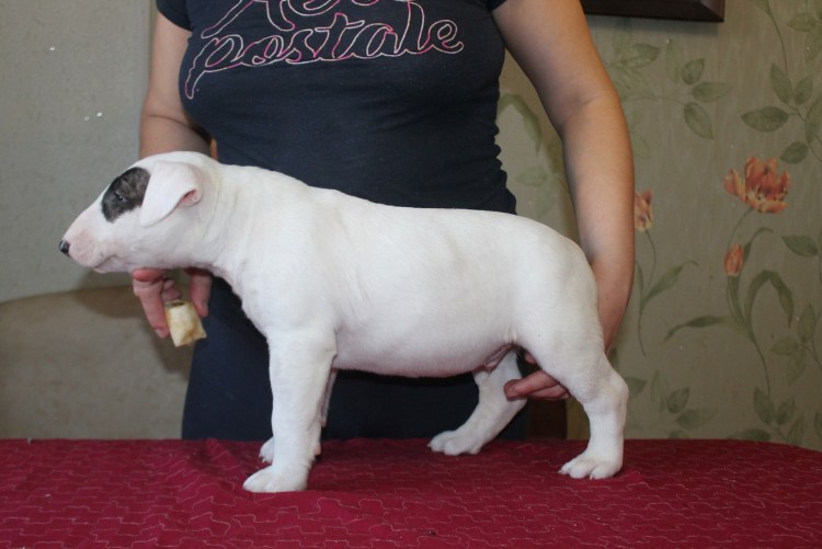 Бутельер пепельный