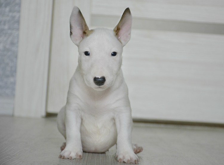 Бультерьер злой