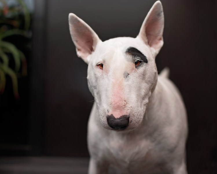 Щенки бультерьера даром