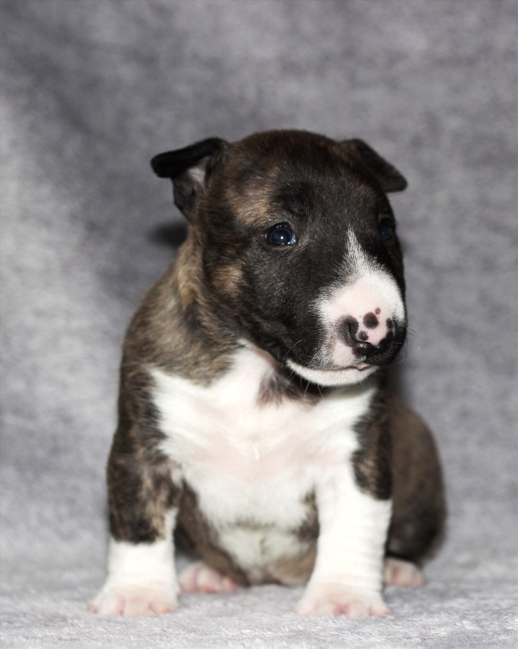 Мини бультерьер и овчарка