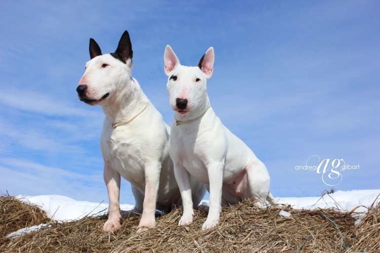 Бультерьер некупированный