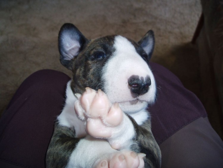 Гладкошерстный собака бультерьер