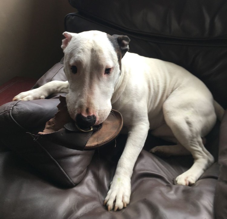 Собака бультерьер