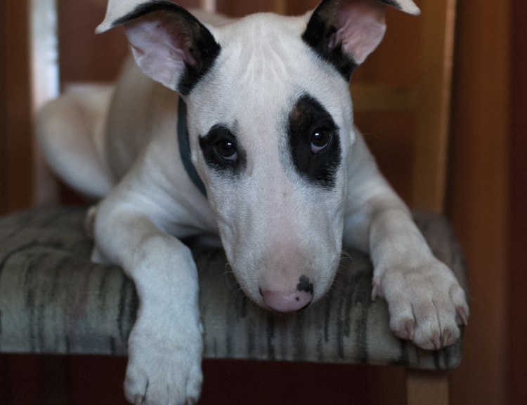 Порода бультерьер