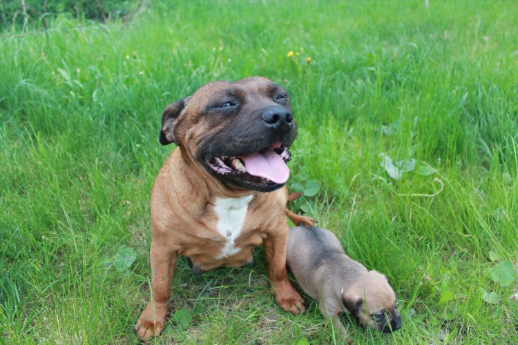 Миниатюрный бультерьер