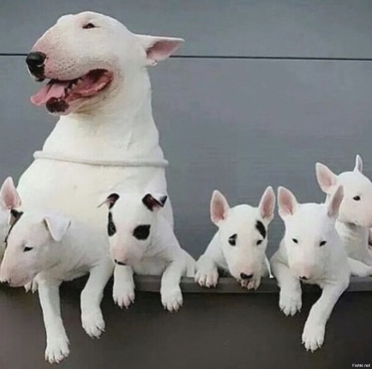 Бультерьер Супергерой