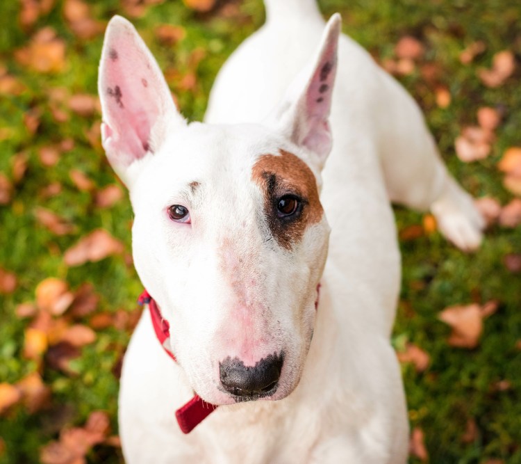 Бультерьер с разными глазами