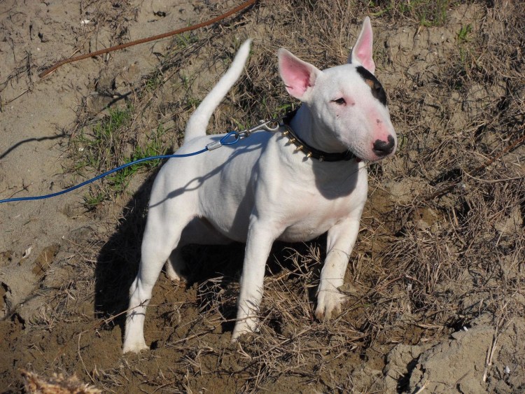 Миниатюрный бультерьер черный