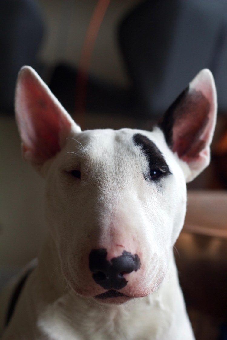 Бультерьер чистокровный