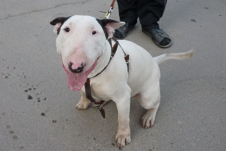 Бультерьер с разными глазами