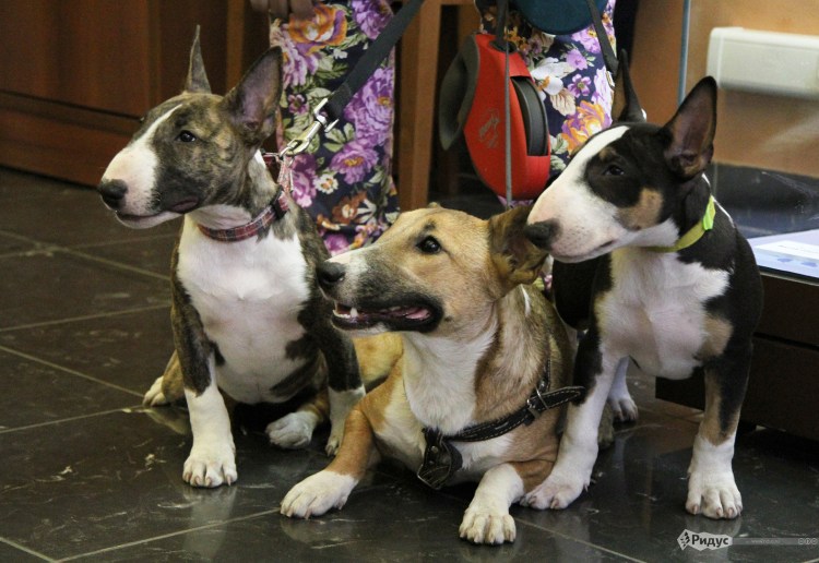 Щенки бультерьера в доме