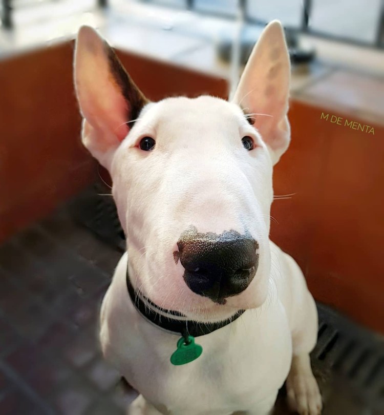 Бультерьер золотистый