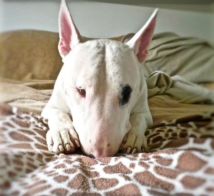 Питомник бультерьеров