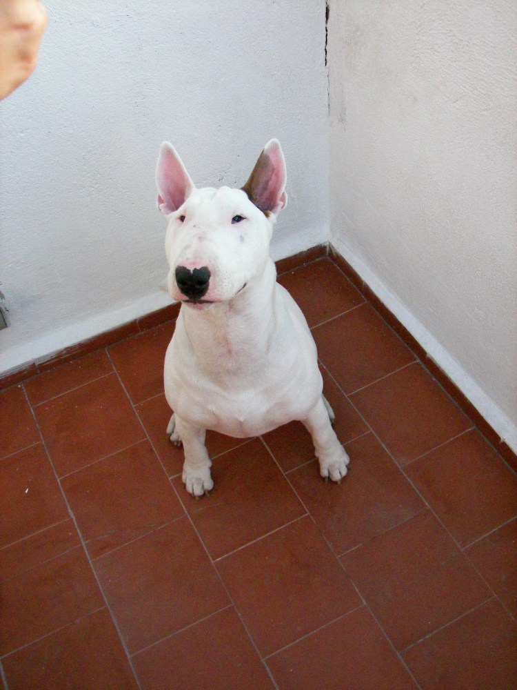 Бультерьер Black Brindle