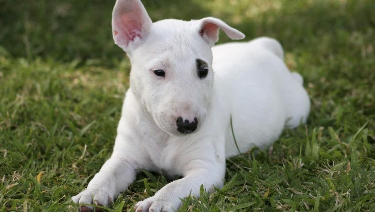 Бультерьер полицейский