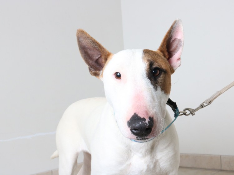 Акральный дерматит бультерьеров