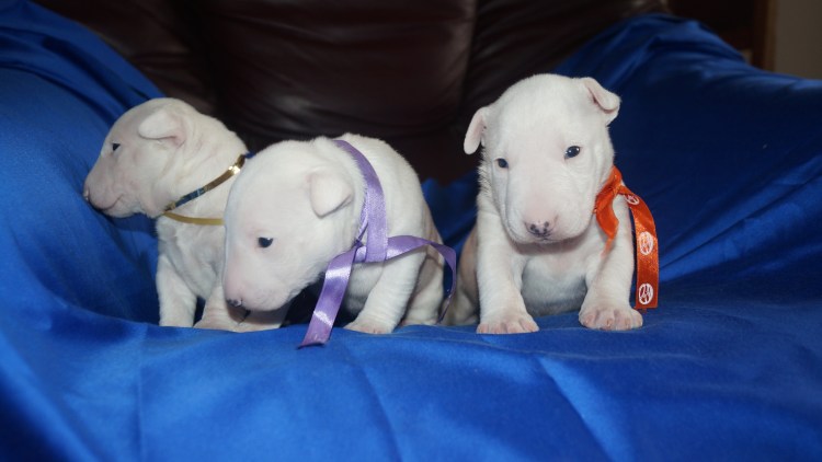 Бультерьер щенок