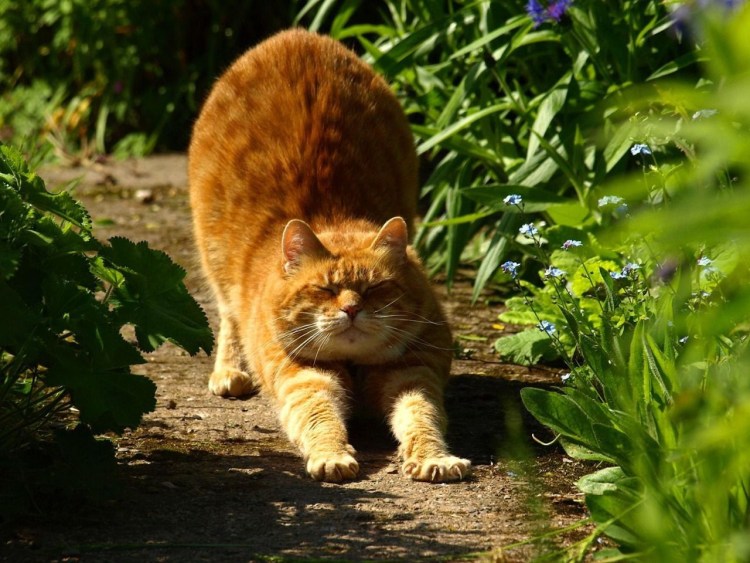 Толстые рыжие коты