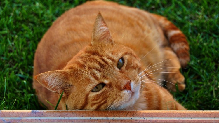 Жирные рыжие коты