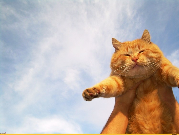 Рыжий упитанный кот