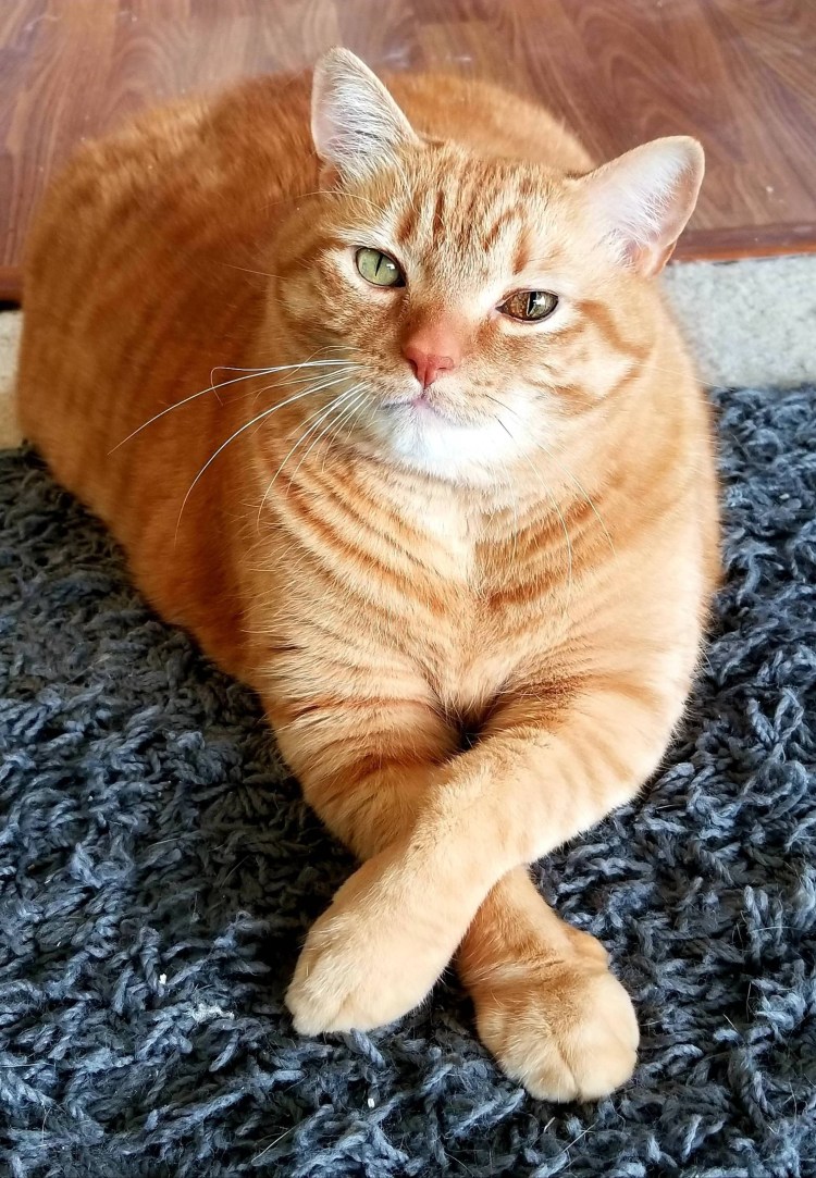 Пухлый рыжий кот