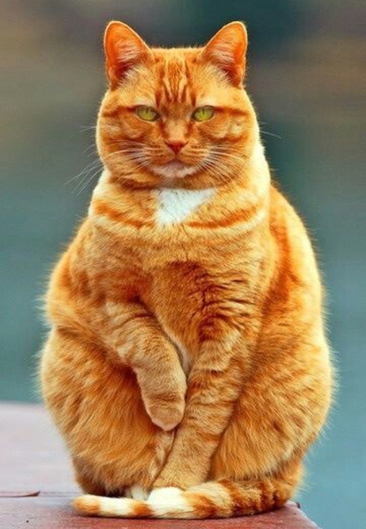 Жирная кошка