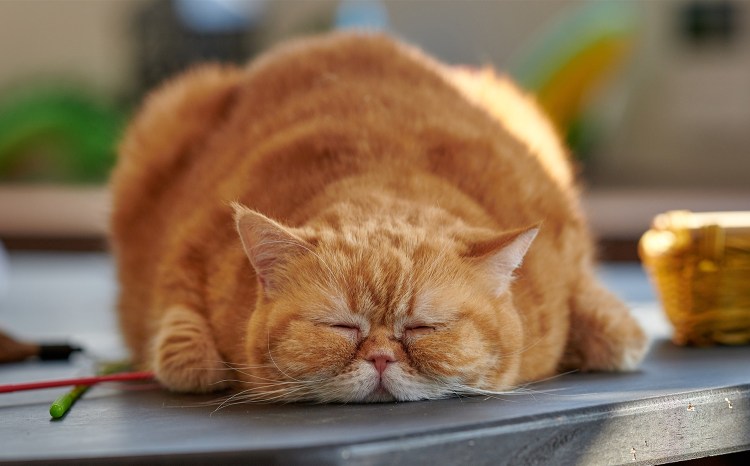 Толстый кот