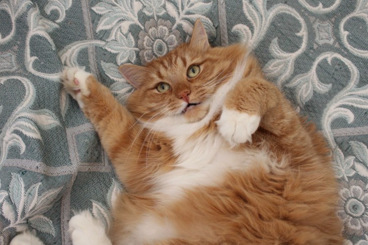 Наглый толстый рыжий кот