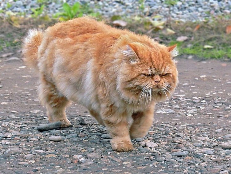 Британская шиншилла Хосико