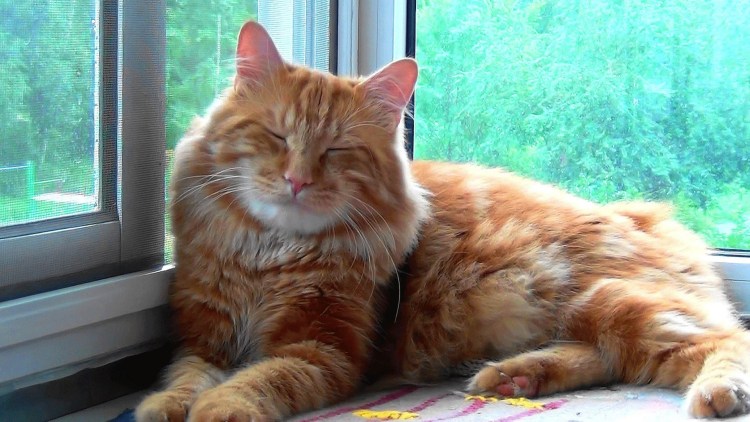 Курильский бобтейл