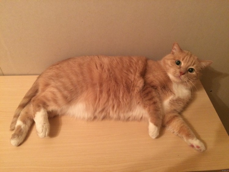 Пухлые рыжие коты