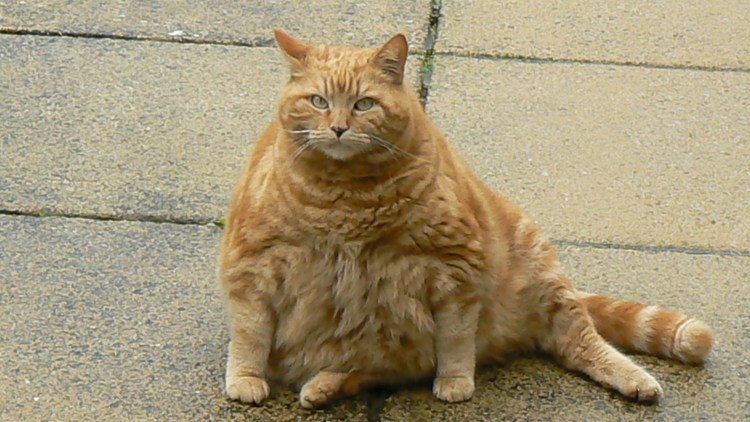 Кошка булка