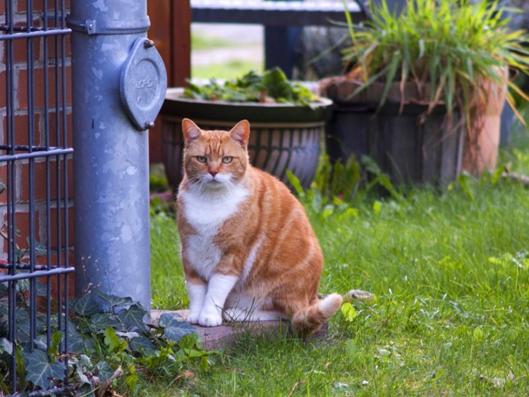 Рыжая кошка